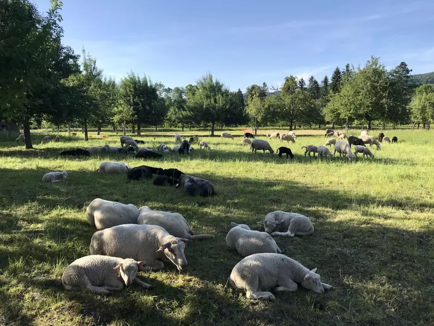 Poveștile Mădălinei Hostiuc, psihiatru rezident la clinica din Elveția unde a lucrat Carl Gustav Jung