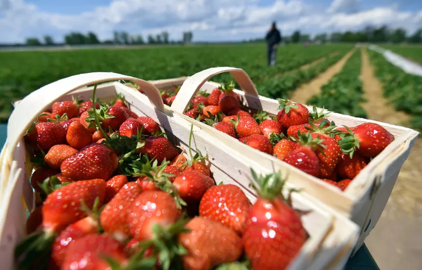 Întoarsă acasă, după problemele de la o fermă de căpșuni din Germania, o femeie are o întrebare pentru ministrul muncii: “Cine mă mai angajează pe mine, la 56 de ani?”