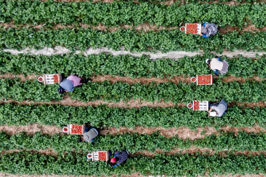 Întoarsă acasă, după problemele de la o fermă de căpșuni din Germania, o femeie are o întrebare pentru ministrul muncii: “Cine mă mai angajează pe mine, la 56 de ani?”