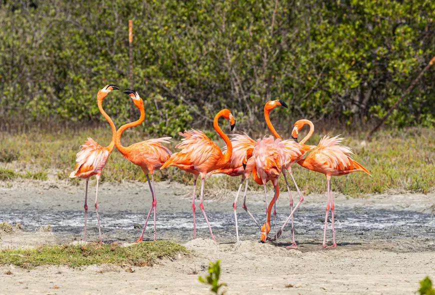 Cele mai colorate păsări din lume - flamingo