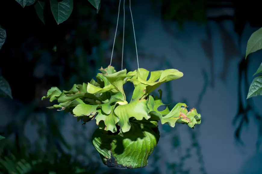 Cornul cerbului - Platycerium