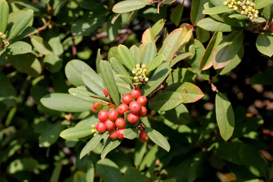 Crușin - Rhamnus frangula