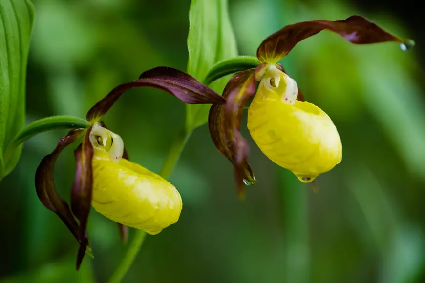 Cypripedium calceolus - denumire populară Papucul Doamnei