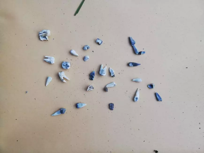 Dosarul Caracal | 7 lucruri care au rămas nelămurite, la un an de la dispariţia Alexandrei Măceşanu