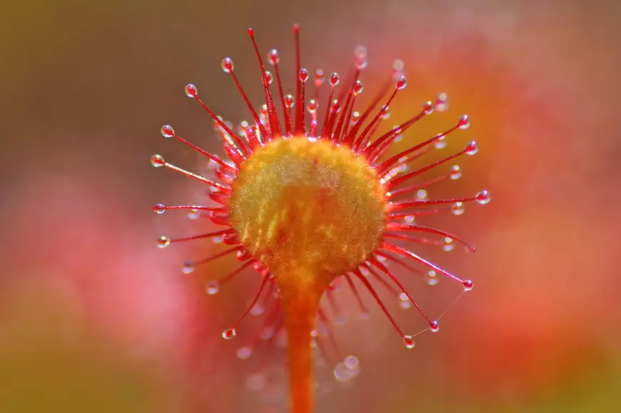 Drosera rotundifolia - Roua Cerului