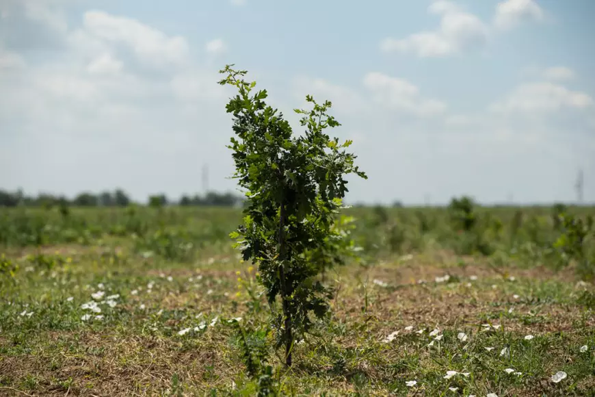 VIDEO | Cum să îngropi 2,4 milioane de euro. La peste doi ani de la primele plantări, Parcul Memoriei Naţionale de lângă Mărășești arată ca un deşert