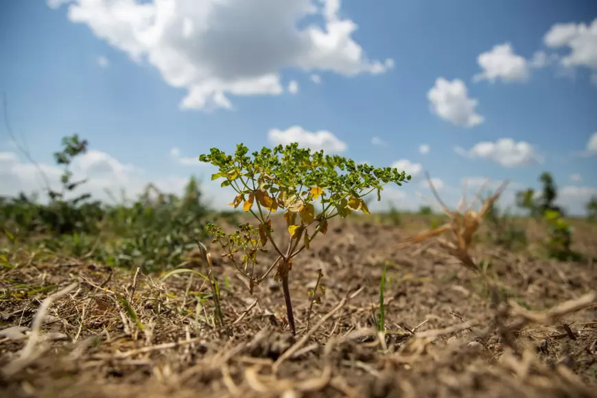 VIDEO | Cum să îngropi 2,4 milioane de euro. La peste doi ani de la primele plantări, Parcul Memoriei Naţionale de lângă Mărășești arată ca un deşert