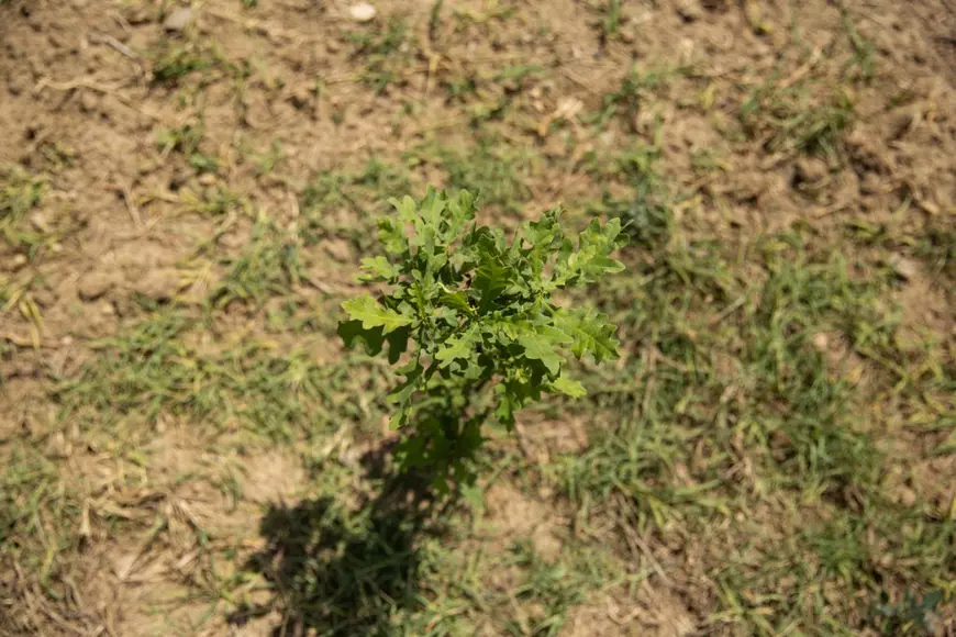 VIDEO | Cum să îngropi 2,4 milioane de euro. La peste doi ani de la primele plantări, Parcul Memoriei Naţionale de lângă Mărășești arată ca un deşert