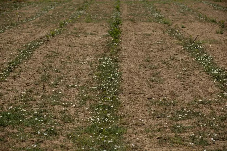 VIDEO | Cum să îngropi 2,4 milioane de euro. La peste doi ani de la primele plantări, Parcul Memoriei Naţionale de lângă Mărășești arată ca un deşert