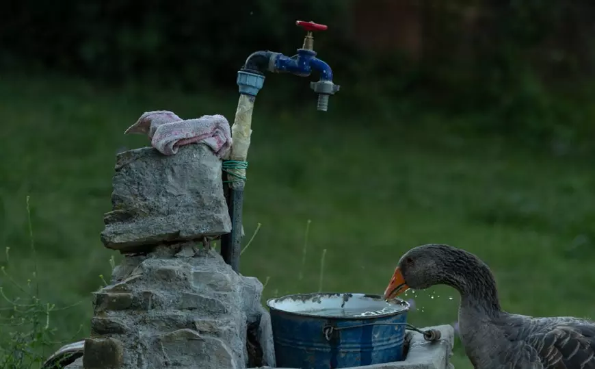 Primii spectacori sosiți au fost rațele, gâștele și pisicile