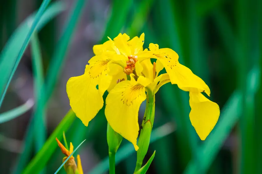 Plante ocrotite de lege în România - Iris pseudacorus - denumire populară Irisul de baltă