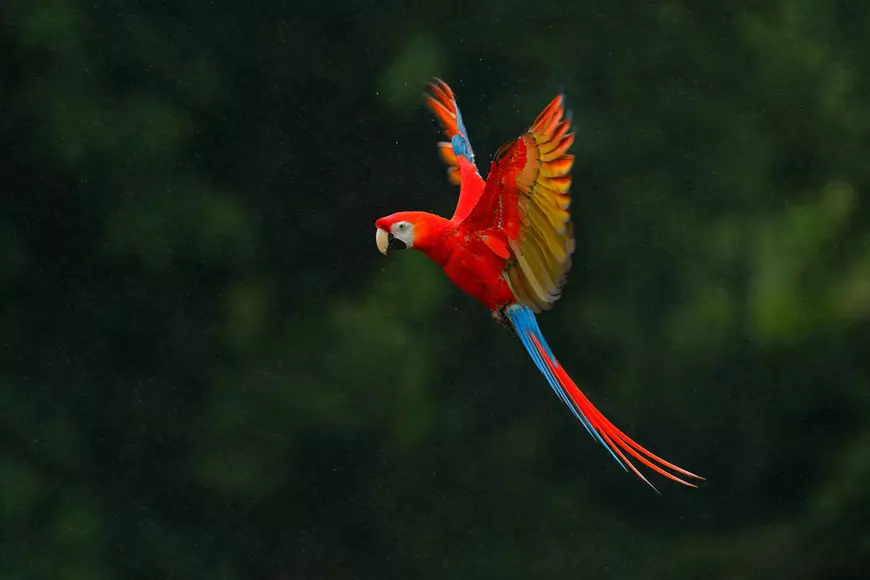 Macaw roșu - cele mai colorate animale din lume