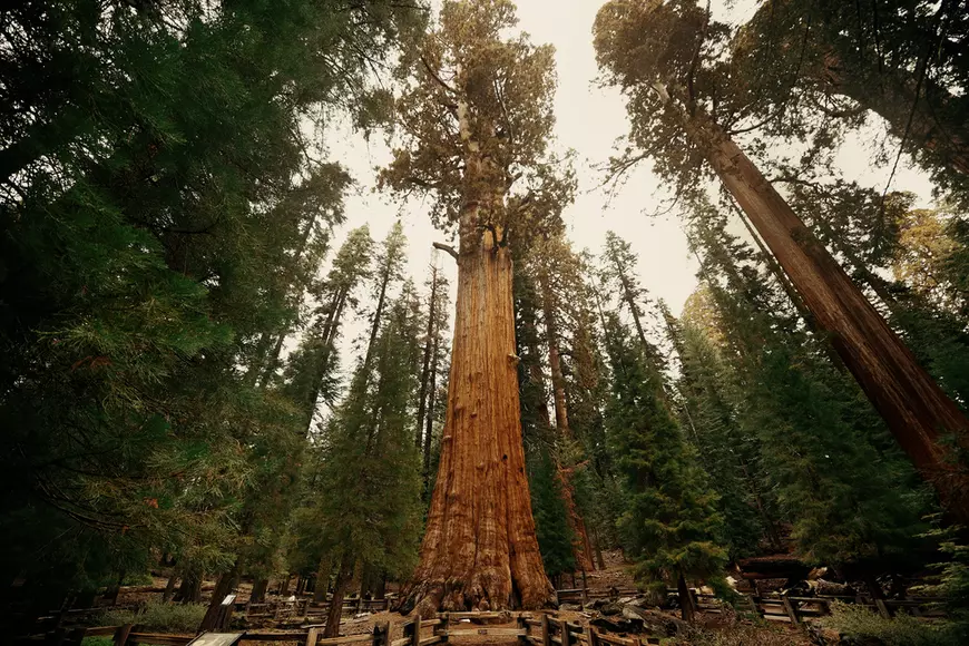 Cei mai frumoși arbori din lume - General Sherman