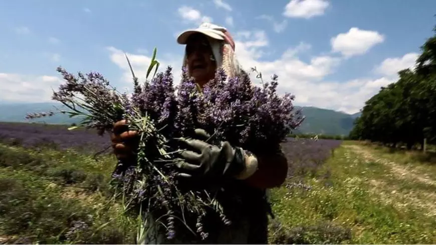 Lumea merge înainte și dincolo de COVID-19: Cum a reușit Bulgaria să întreacă Franța la producția de ulei de lavandă