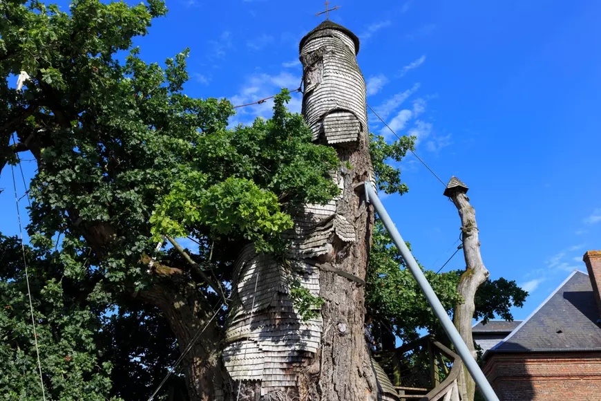 Stejarul capelă - cei mai interesanți copaci din lume