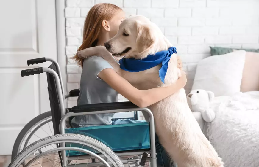 Câinii Golden retriever sunt dresați pentru a ajuta persoanele cu dizabilități