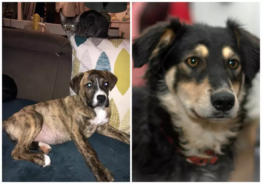 Analizele câinilor otrăviți lângă Brașov demonstrează că au fost uciși cu premeditare: furadan în corp și în momeală. Ce riscă vinovații