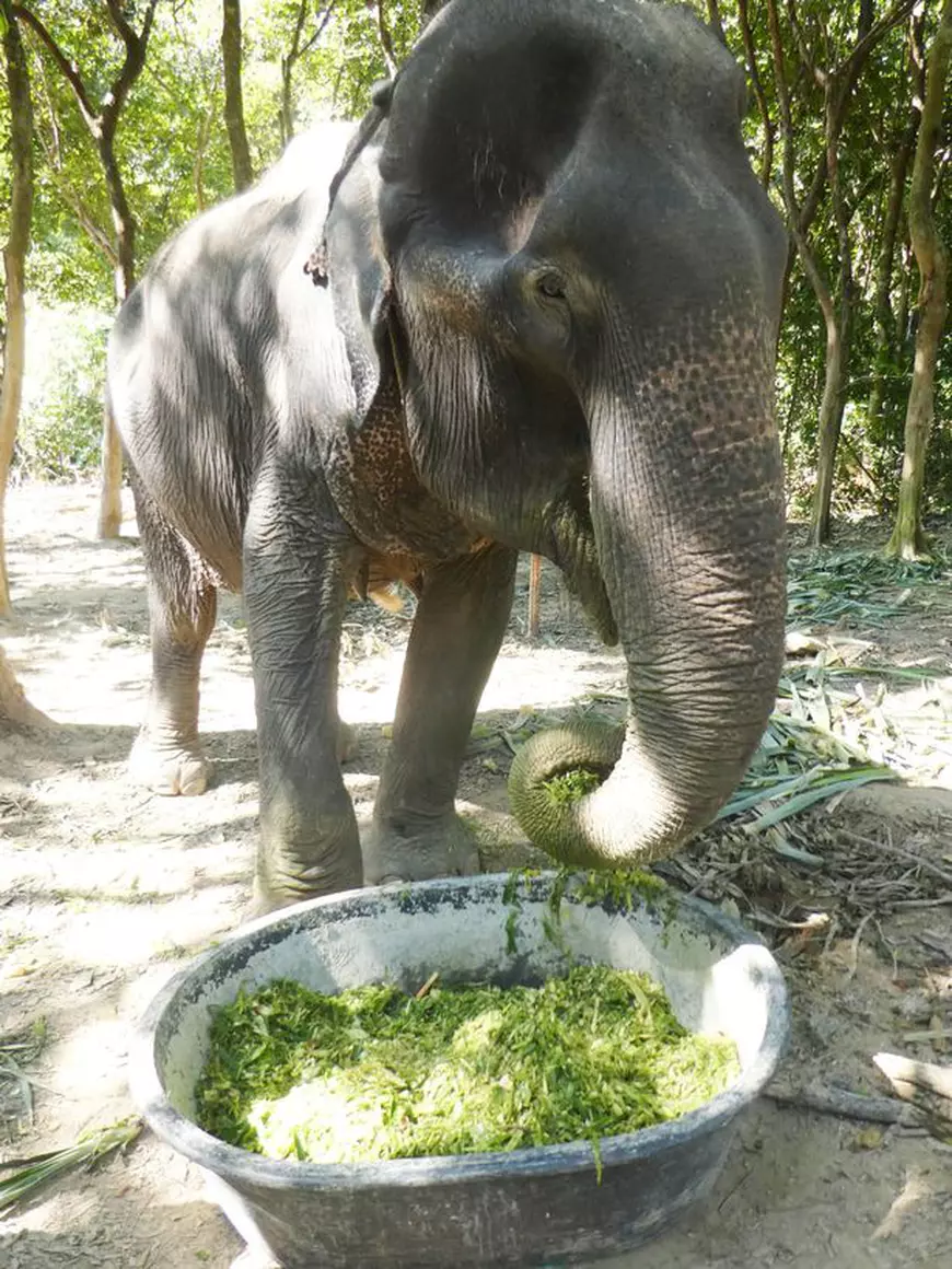 Un elefant înfometat și chinuit și-a găsit sufletul pereche într-o rezervație, după o viață petrecută în lanțuri
