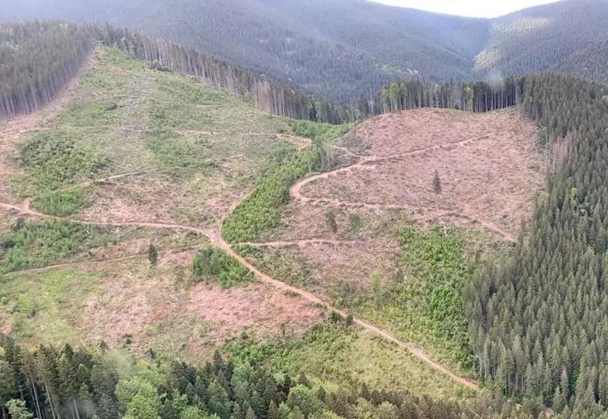 Interviu cu jurnalista care a relatat despre jaful din pădurile României pentru televiziunea ARTE. Răspuns- șoc primit de la ministrul mediului întrebat unde dispare lemnul