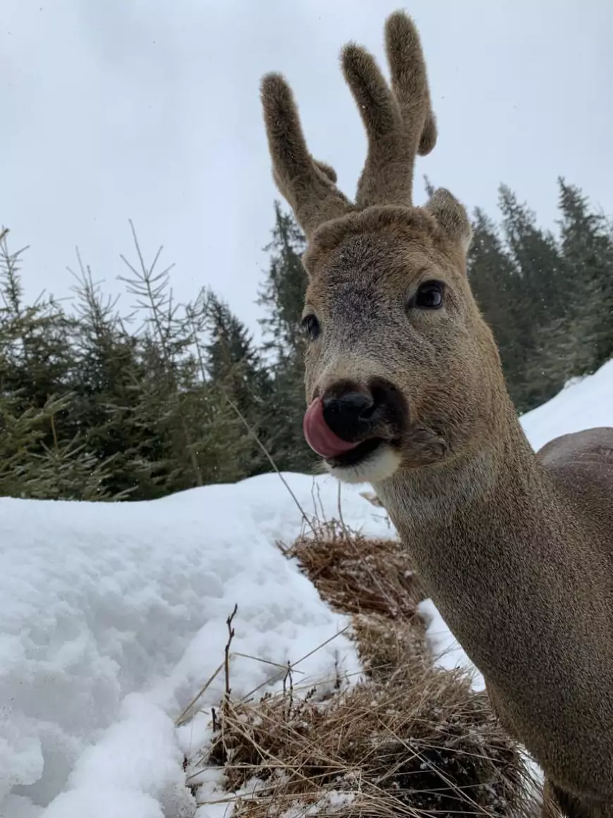 Interviu cu jurnalista care a relatat despre jaful din pădurile României pentru televiziunea ARTE. Răspuns- șoc primit de la ministrul mediului întrebat unde dispare lemnul