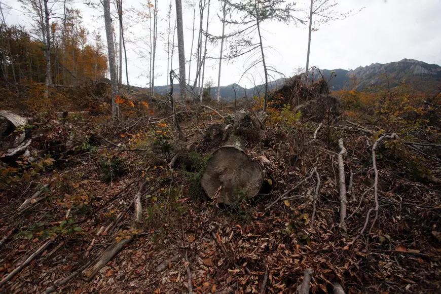 Un antreprenor din Miercurea Ciuc îmbină economia cu ecologia, plantând un pom pentru fiecare client: Exerciţiu pentru pădurea de mâine