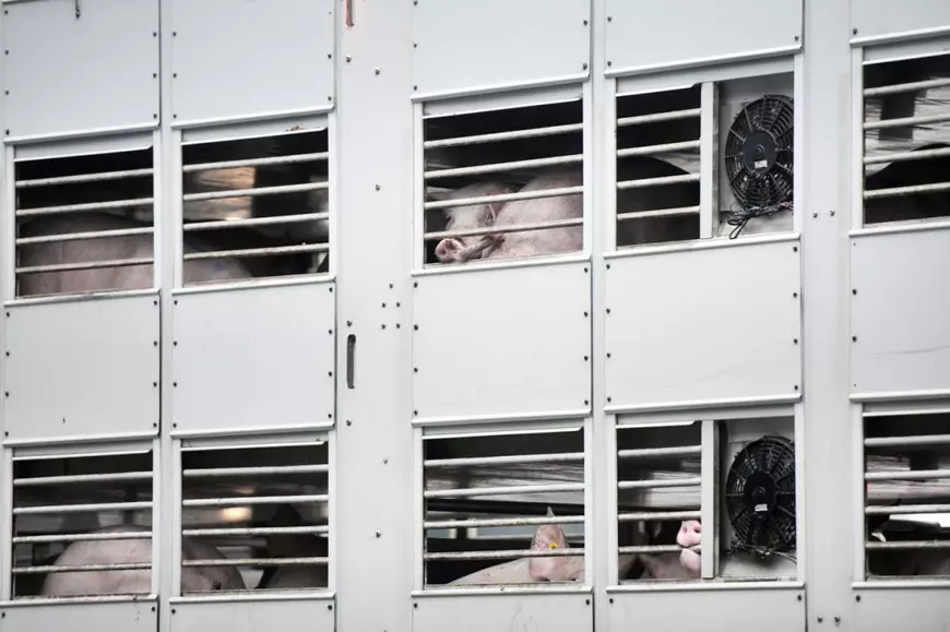 Deutsche Welle, despre legea care îi va proteja pe muncitorii români din abatoare: „A fost nevoie de o pandemie pentru a opri exploatarea”