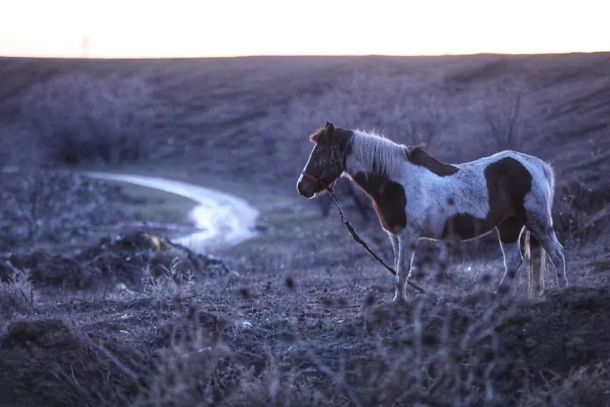 Reportaj la Techirghiol, pe plaiul cailor cu cununi de ciulini. ”Când caii mureau, îi dădea la câini!”