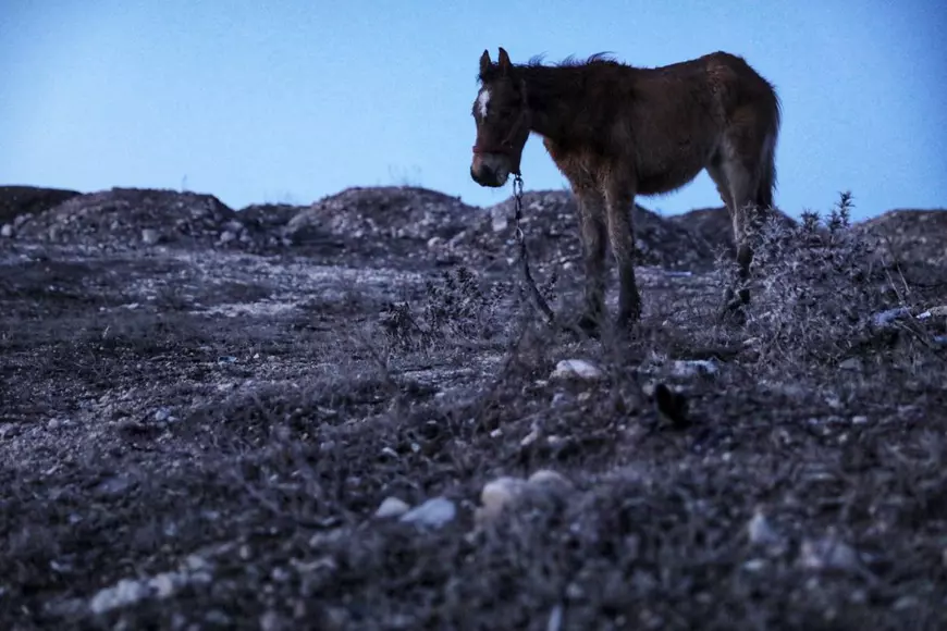 Reportaj la Techirghiol, pe plaiul cailor cu cununi de ciulini. ”Când caii mureau, îi dădea la câini!”