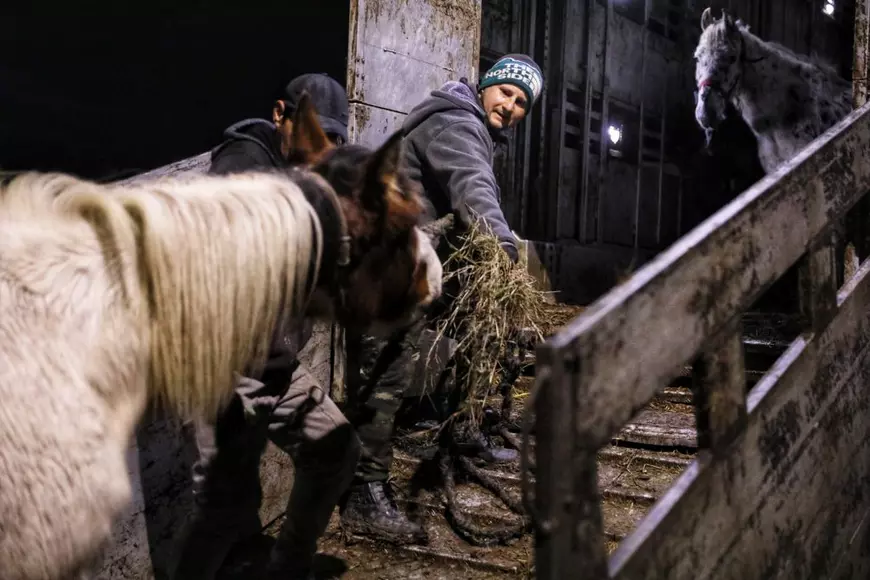 Reportaj la Techirghiol, pe plaiul cailor cu cununi de ciulini. ”Când caii mureau, îi dădea la câini!”
