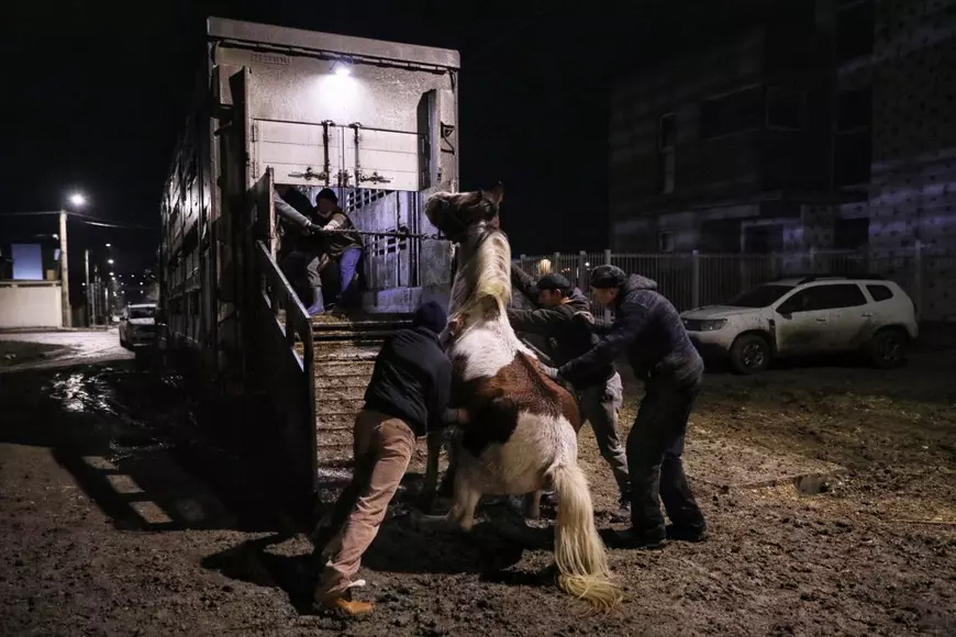 Reportaj la Techirghiol, pe plaiul cailor cu cununi de ciulini. ”Când caii mureau, îi dădea la câini!”