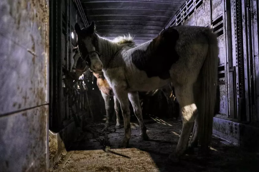 Reportaj la Techirghiol, pe plaiul cailor cu cununi de ciulini. ”Când caii mureau, îi dădea la câini!”