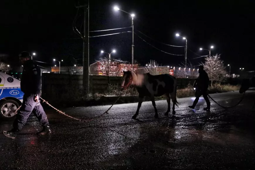 Reportaj la Techirghiol, pe plaiul cailor cu cununi de ciulini. ”Când caii mureau, îi dădea la câini!”