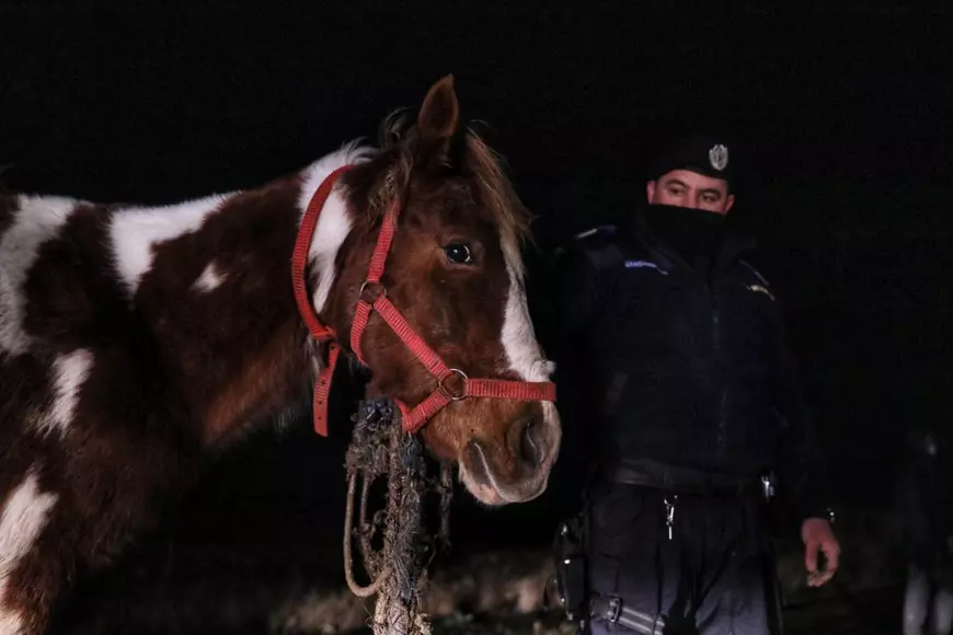Reportaj la Techirghiol, pe plaiul cailor cu cununi de ciulini. ”Când caii mureau, îi dădea la câini!”