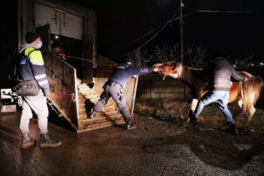 Reportaj la Techirghiol, pe plaiul cailor cu cununi de ciulini. ”Când caii mureau, îi dădea la câini!”