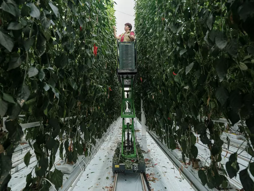 Muncitori sezonieri români pe câmpurile din Germania: „Aici e mai important să vorbești românește decât germana” (II)