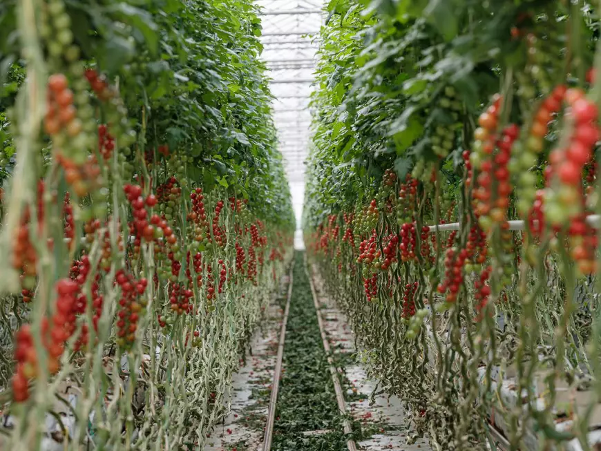 Muncitori sezonieri români pe câmpurile din Germania: „Aici e mai important să vorbești românește decât germana” (II)