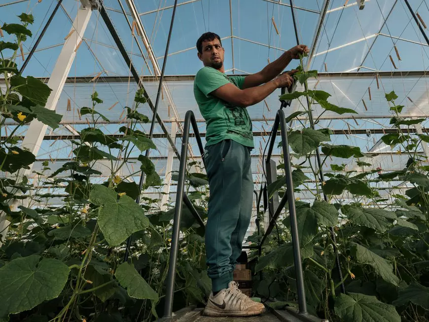 Muncitori sezonieri români pe câmpurile din Germania: „Aici e mai important să vorbești românește decât germana” (II)