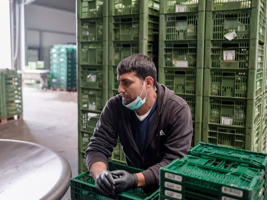 Muncitori sezonieri români pe câmpurile din Germania: „Aici e mai important să vorbești românește decât germana” (II)