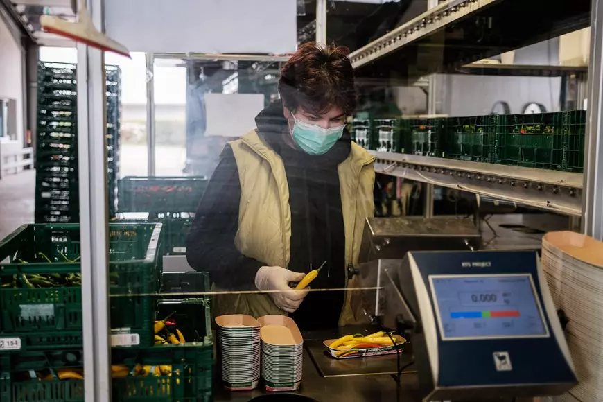 Muncitori sezonieri români pe câmpurile din Germania: „Aici e mai important să vorbești românește decât germana” (II)