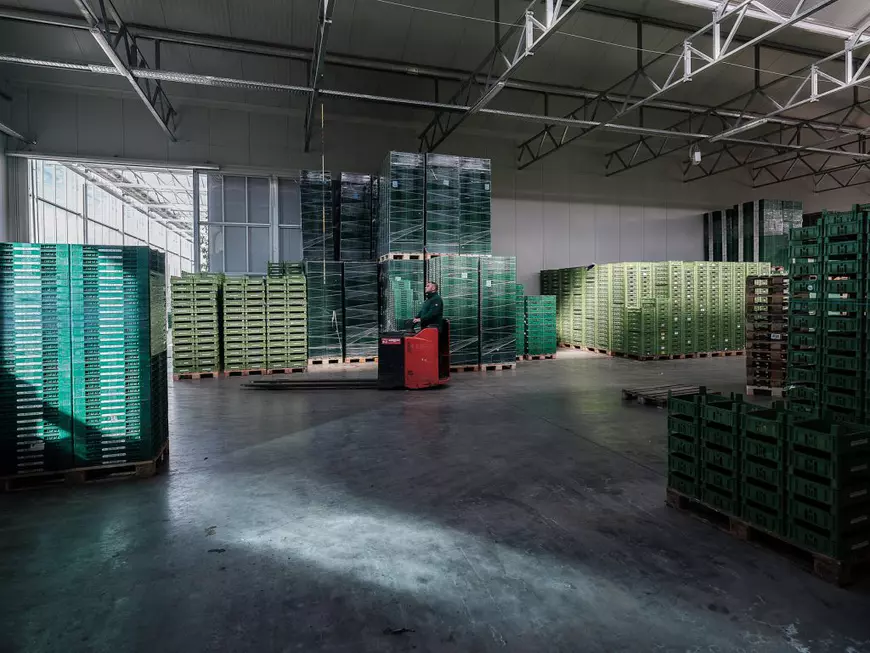 Muncitori sezonieri români pe câmpurile din Germania: „Aici e mai important să vorbești românește decât germana” (II)