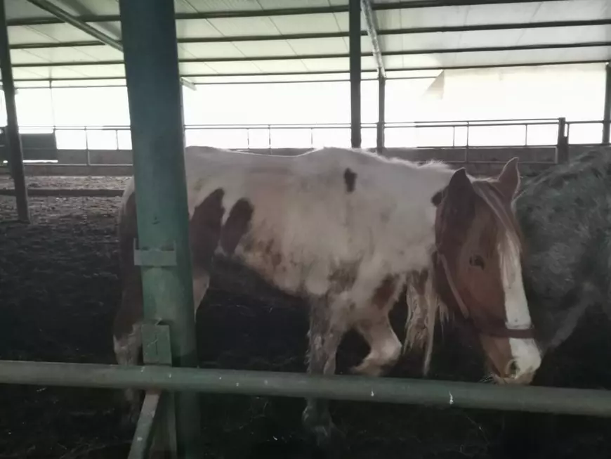 VIDEO | Mor caii de la Techirghiol: IPJ Constanţa a dispus mutarea animalelor la adăposturi ale ONG-urilor
