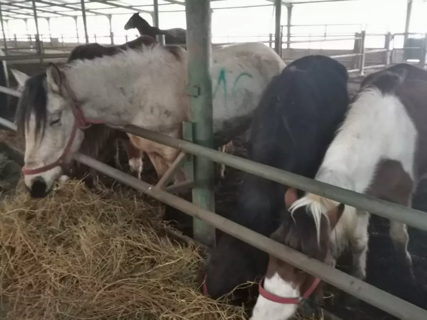 VIDEO | Mor caii de la Techirghiol: IPJ Constanţa a dispus mutarea animalelor la adăposturi ale ONG-urilor