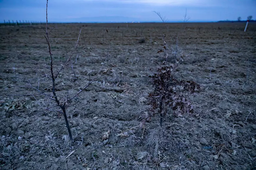 REPORTAJ | Parcul Memoriei Naţionale arată ca un tăpşan împrejmuit cu sârmă ghimpată. Ei au murit pentru ţară, noi zicem că pomii o să crească mai încolo