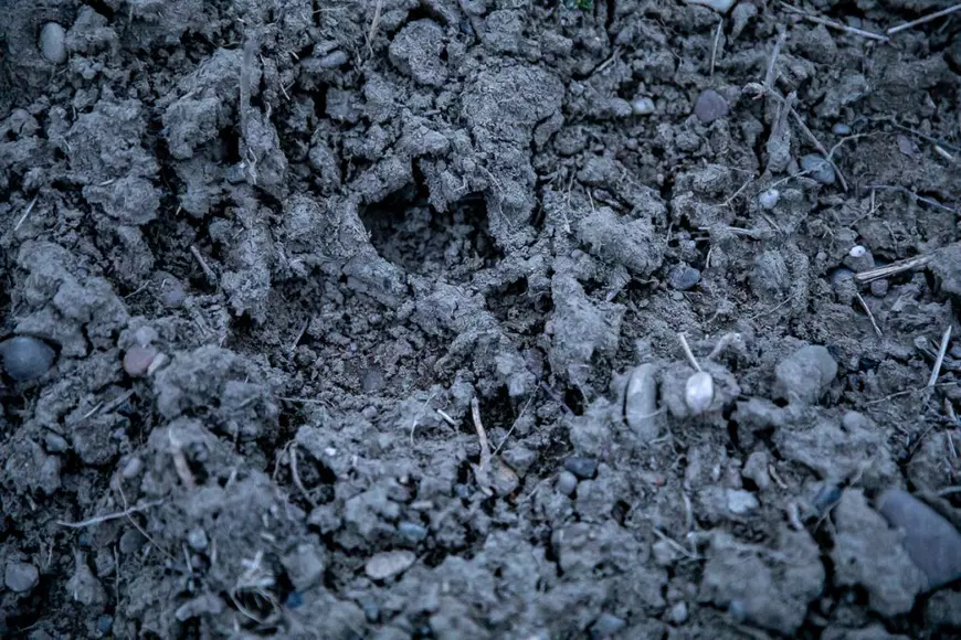 REPORTAJ | Parcul Memoriei Naţionale arată ca un tăpşan împrejmuit cu sârmă ghimpată. Ei au murit pentru ţară, noi zicem că pomii o să crească mai încolo