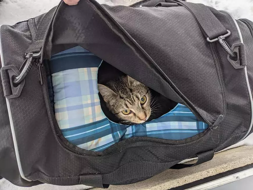 Desfășurare de forțe în Ohio, din cauza unei genți suspecte. „Bomba”: o pisică cu 6 pui adorabili!