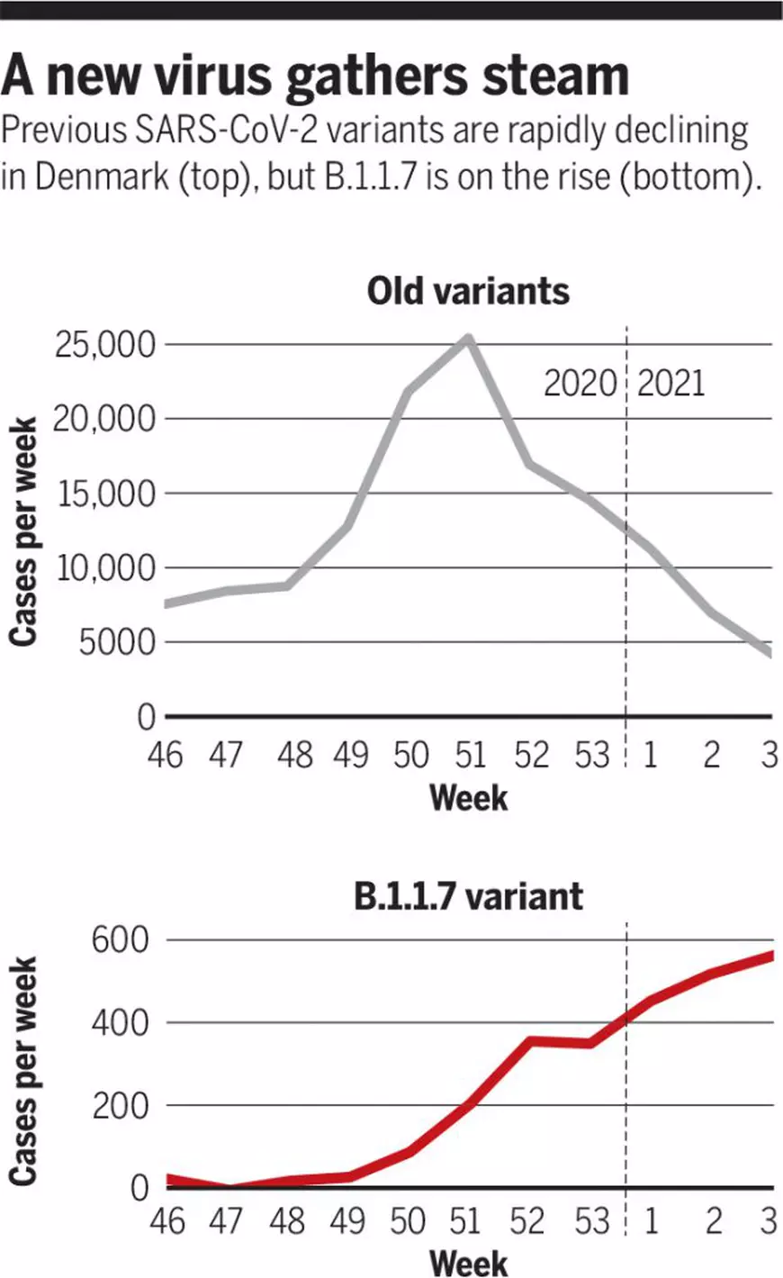 În Danemarca, pandemia scade în intensitate, dar cercetătorii anticipează pericolul variantei britanice a COVID: „Este calmul dinaintea furtunii”