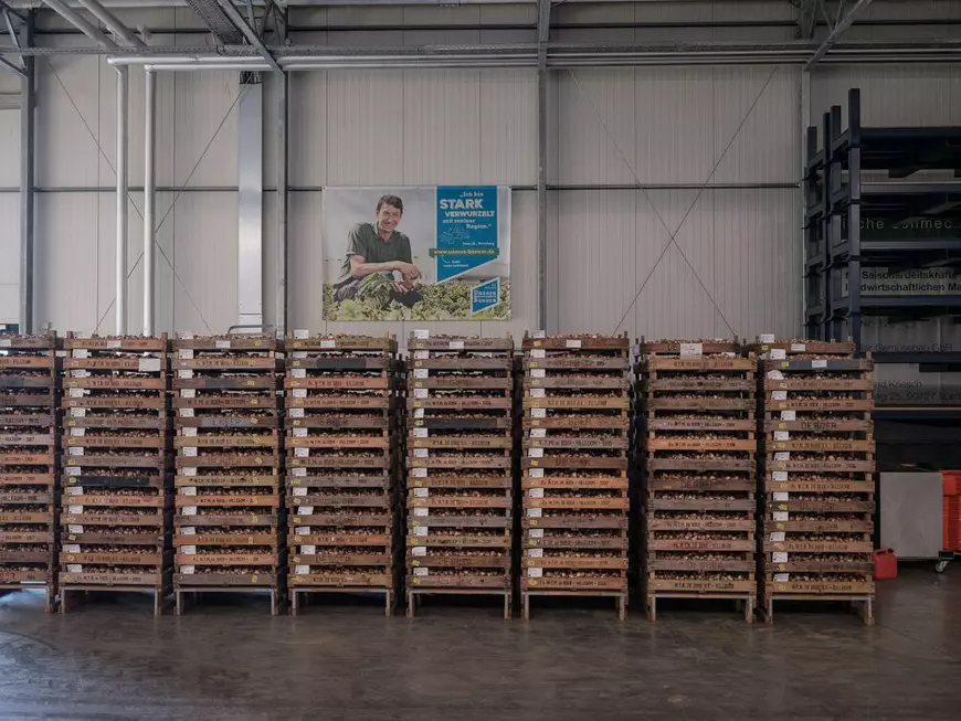 Fermier german, despre muncitorii din România: „Prima oară au venit bărbații, dar de vreo opt-nouă ani vin mai mult cupluri”