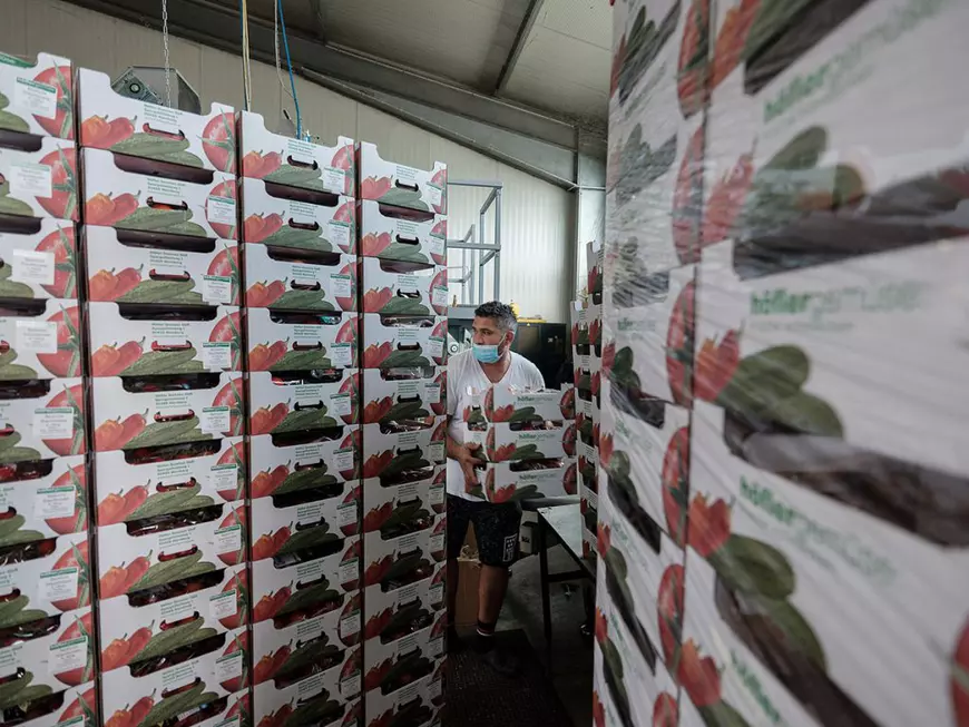 Fermier german, despre muncitorii din România: „Prima oară au venit bărbații, dar de vreo opt-nouă ani vin mai mult cupluri”