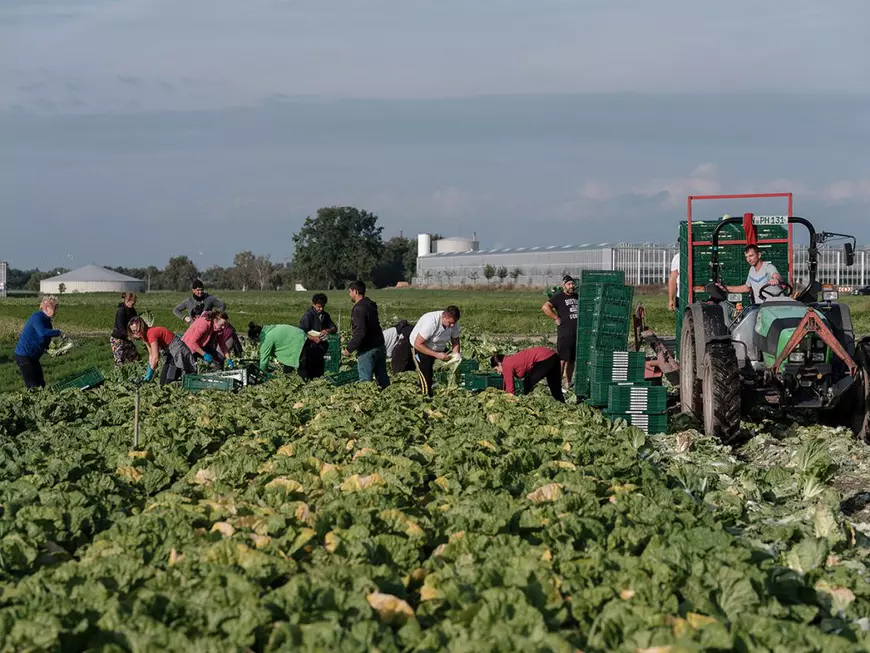 Fermier german, despre muncitorii din România: „Prima oară au venit bărbații, dar de vreo opt-nouă ani vin mai mult cupluri”