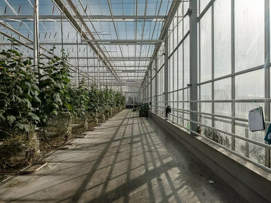 Fermier german, despre muncitorii din România: „Prima oară au venit bărbații, dar de vreo opt-nouă ani vin mai mult cupluri”